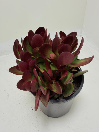 Crassula atropurpurea