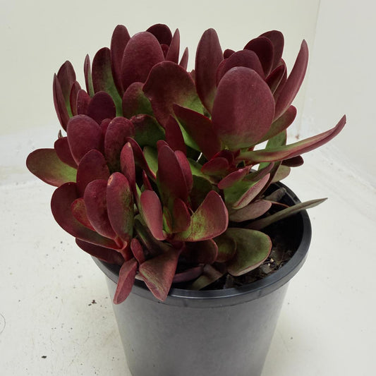 Crassula atropurpurea