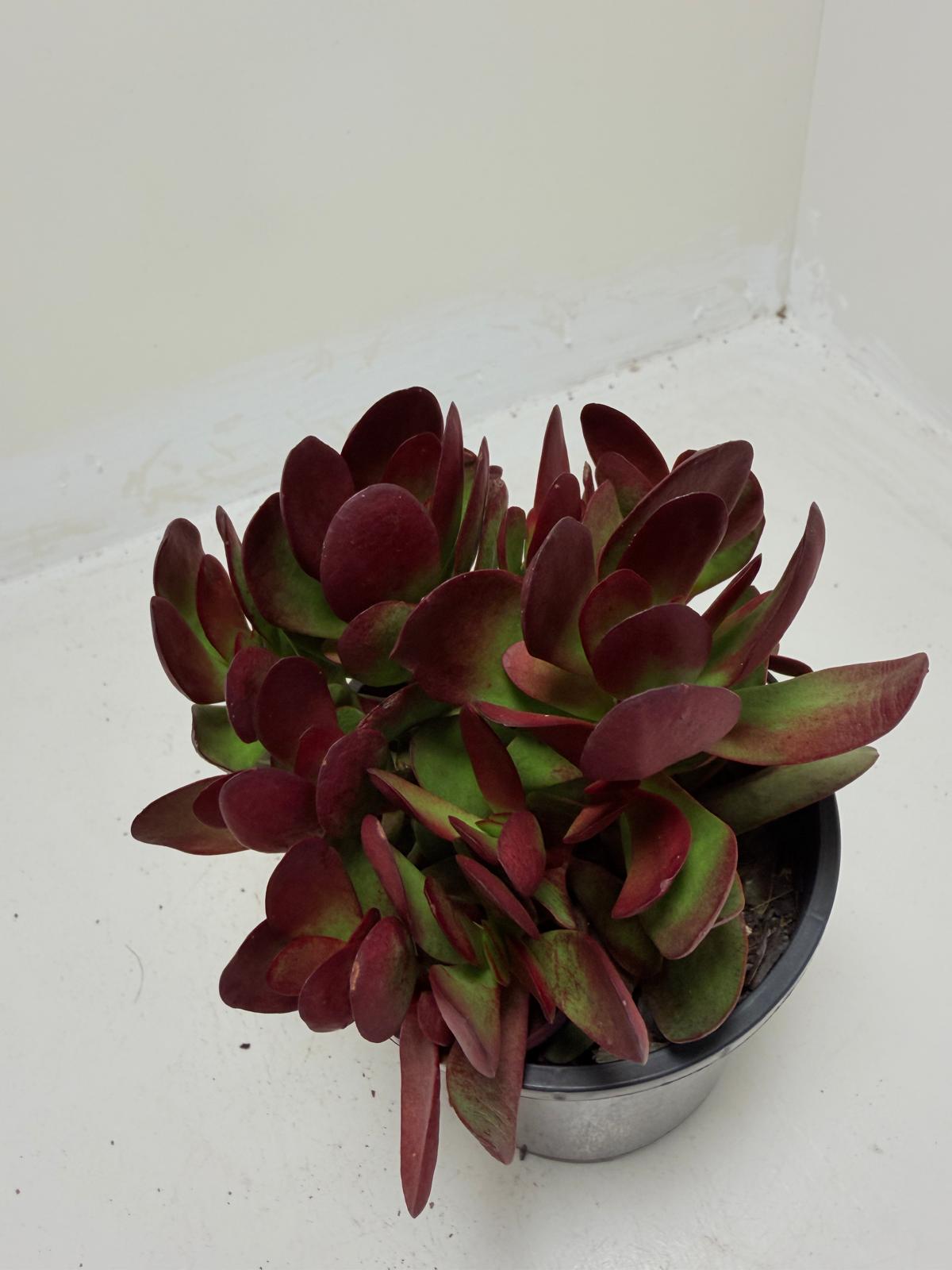 Crassula atropurpurea