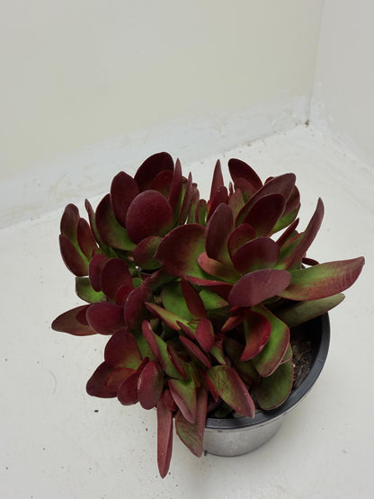 Crassula atropurpurea