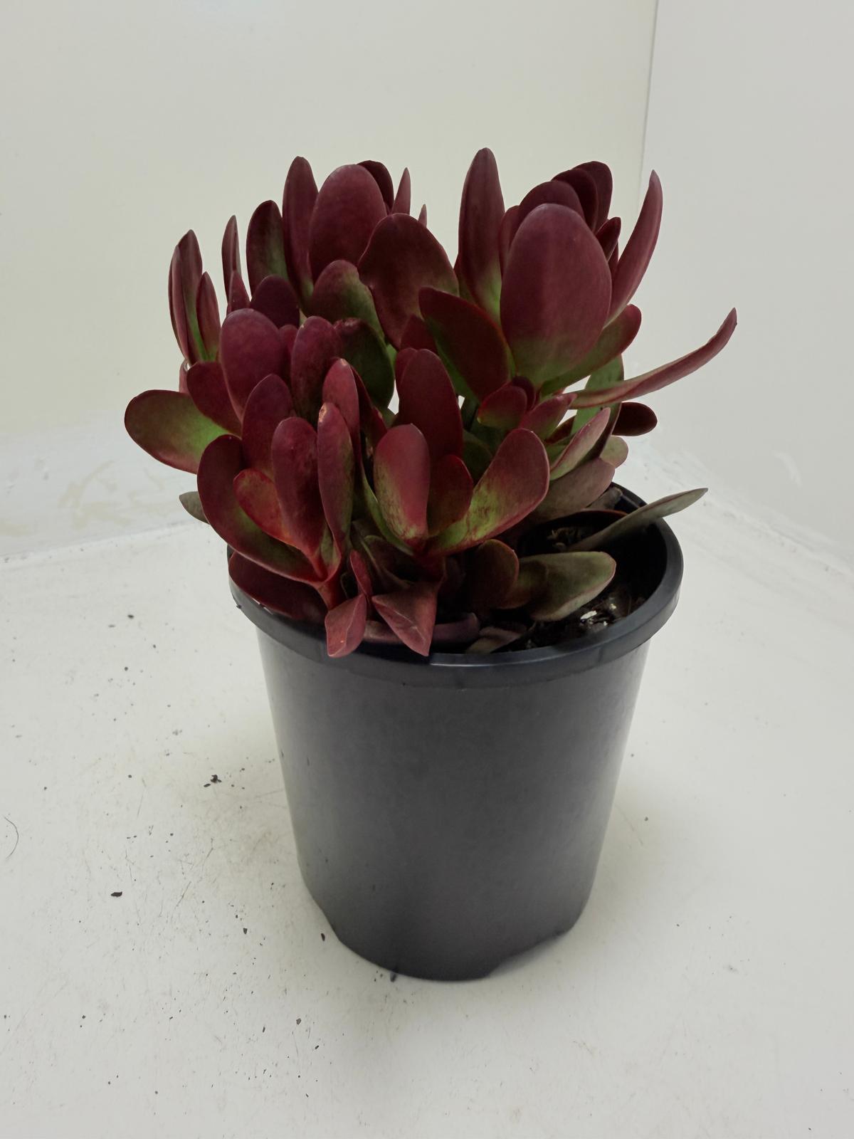 Crassula atropurpurea