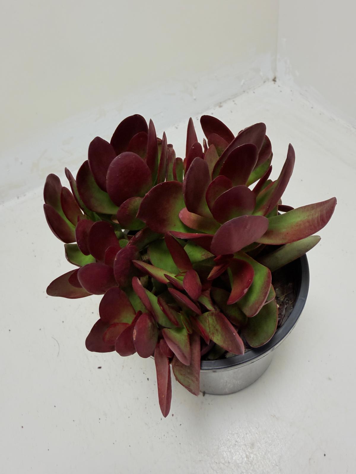 Crassula atropurpurea