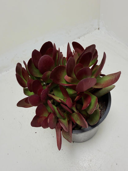 Crassula atropurpurea