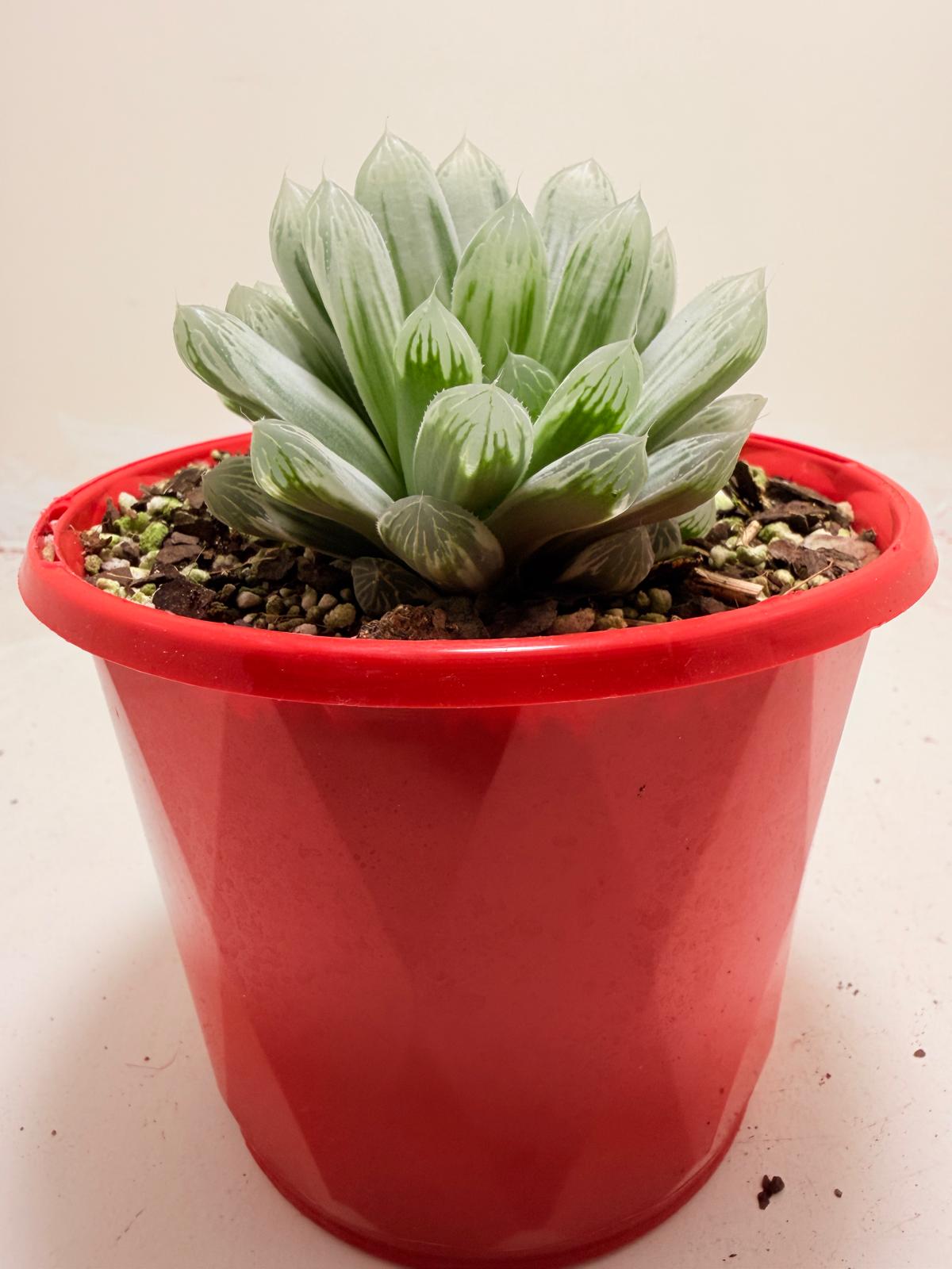 Haworthia Silver Swirls 130mm pot size