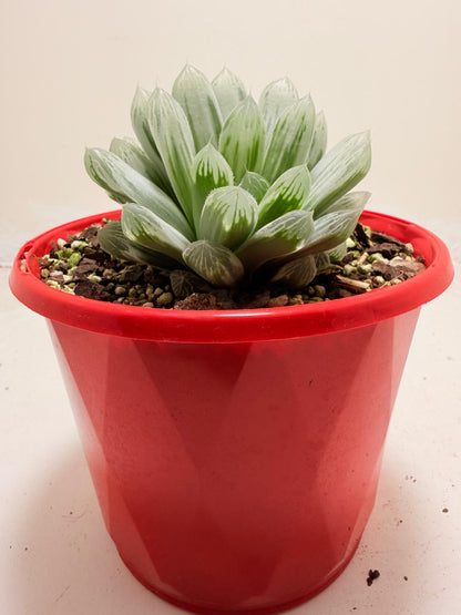 Haworthia Silver Swirls 130mm pot size