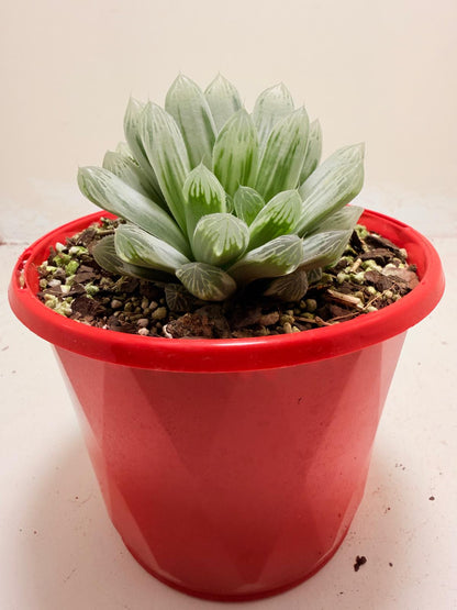 Haworthia Silver Swirls 130mm pot size