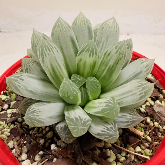 Haworthia Silver Swirls 130mm pot size