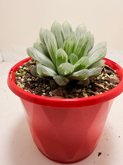 Haworthia Silver Swirls 130mm pot size