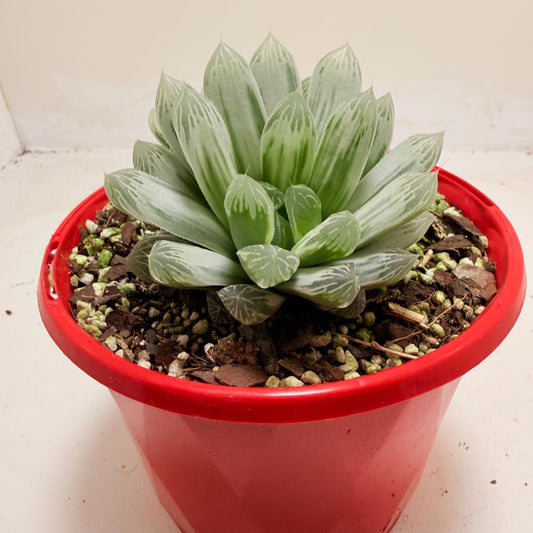 Haworthia Silver Swirls 130mm pot size