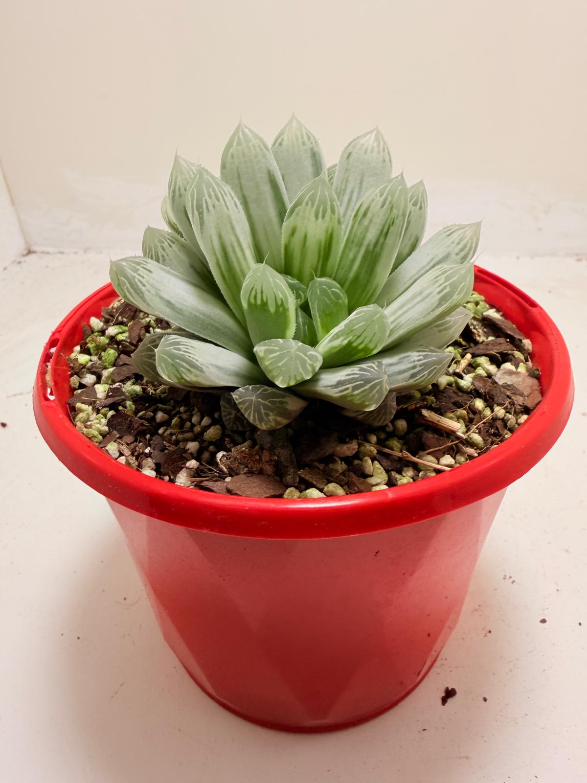 Haworthia Silver Swirls 130mm pot size