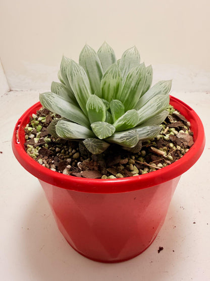 Haworthia Silver Swirls 130mm pot size