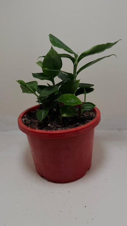 Buy False Cardamom | Statement Indoor Plant