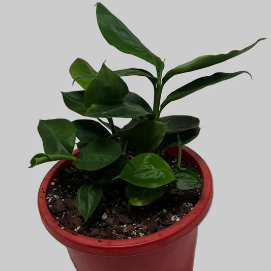 Buy False Cardamom | Statement Indoor Plant