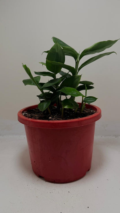 Buy False Cardamom | Statement Indoor Plant