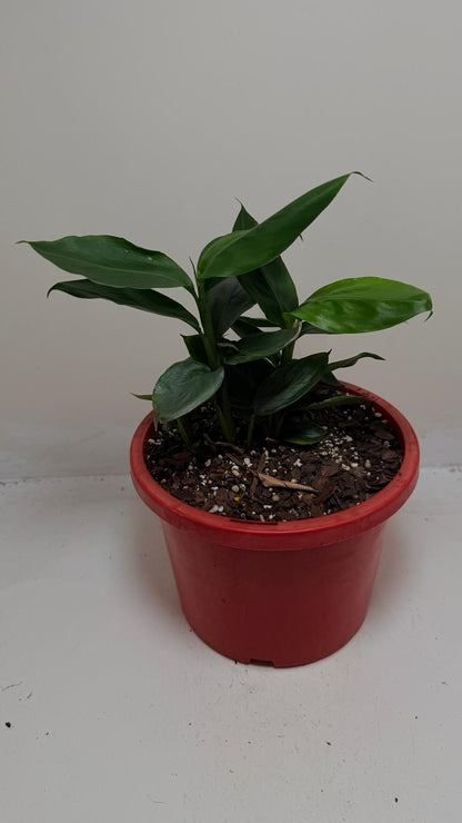 Buy False Cardamom | Statement Indoor Plant