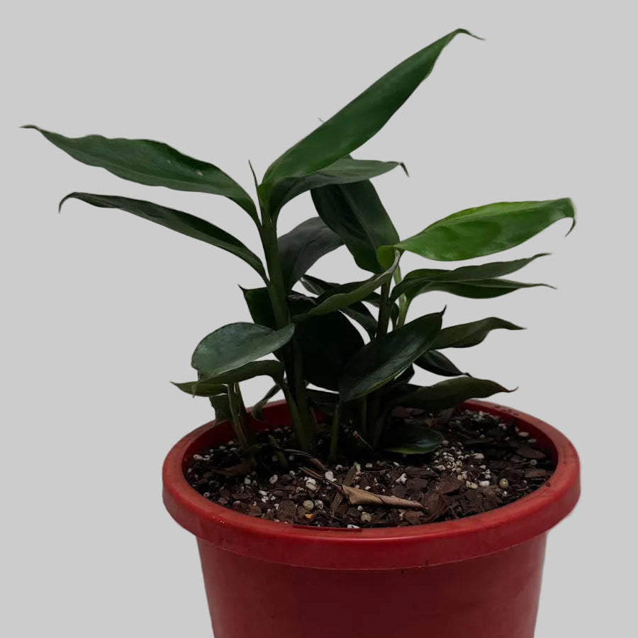Buy False Cardamom | Statement Indoor Plant