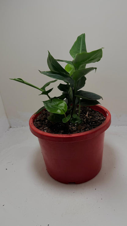 Buy False Cardamom | Statement Indoor Plant