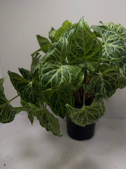 Buy Syngonium Batik | Easy Care Houseplant