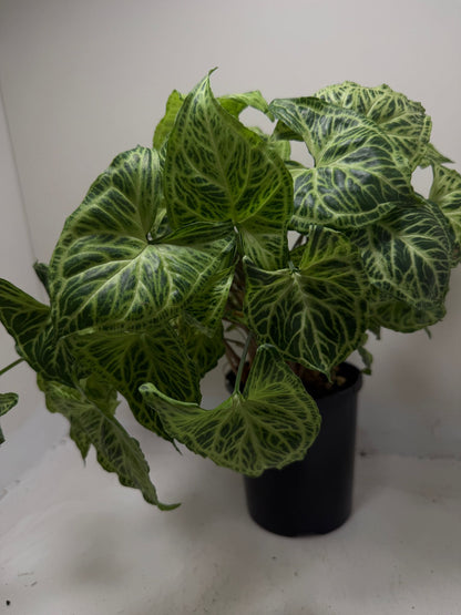Buy Syngonium Batik | Easy Care Houseplant