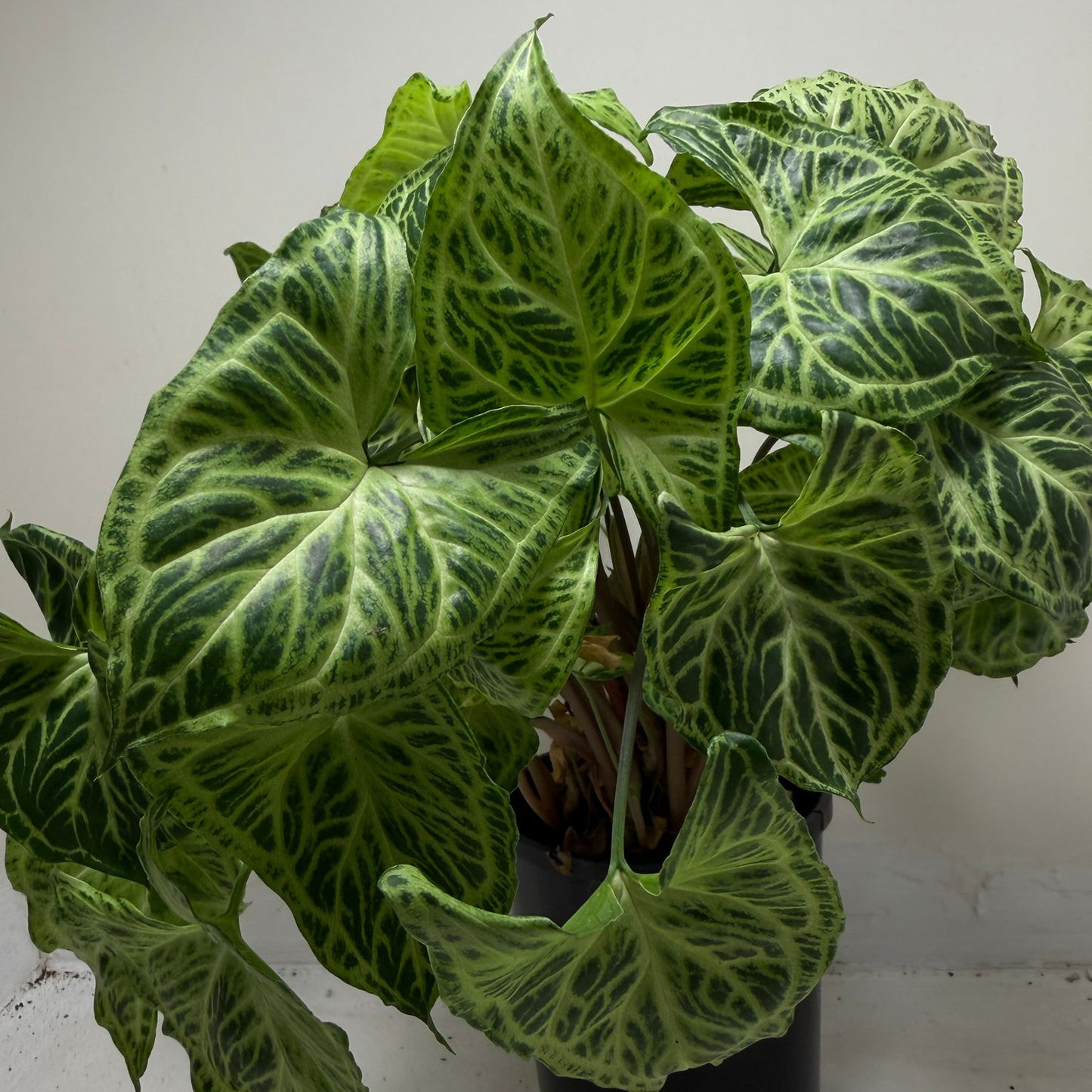 Buy Syngonium Batik | Easy Care Houseplant