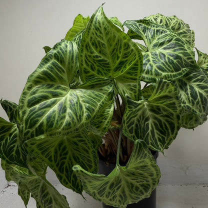 Buy Syngonium Batik | Easy Care Houseplant