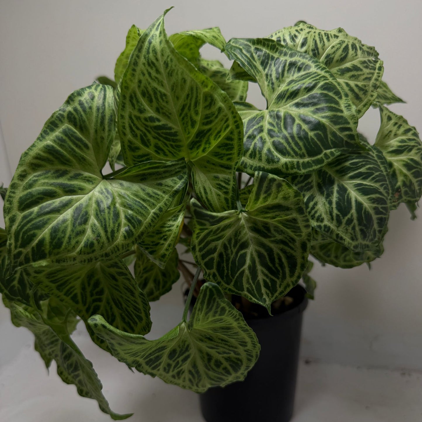 Buy Syngonium Batik | Easy Care Houseplant