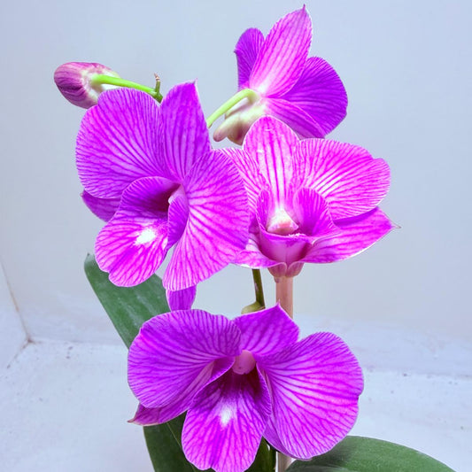 Dendrobium ‘Burana Stripe’