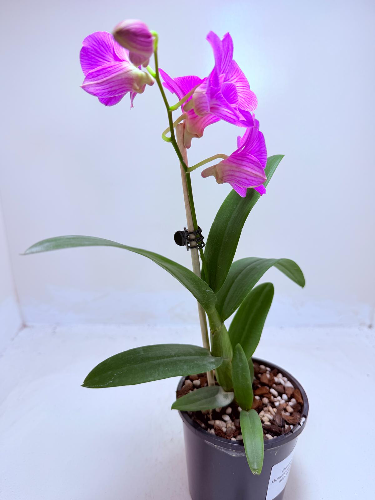 Dendrobium ‘Burana Stripe’