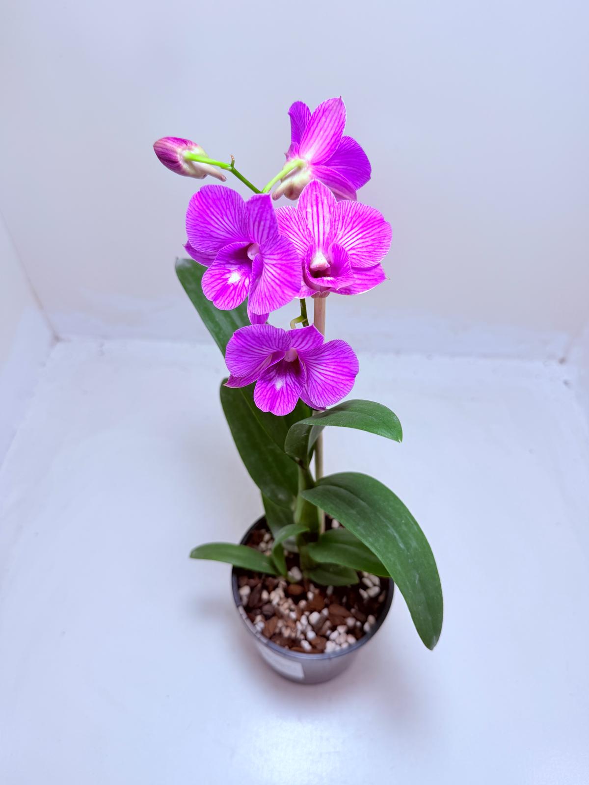 Dendrobium ‘Burana Stripe’