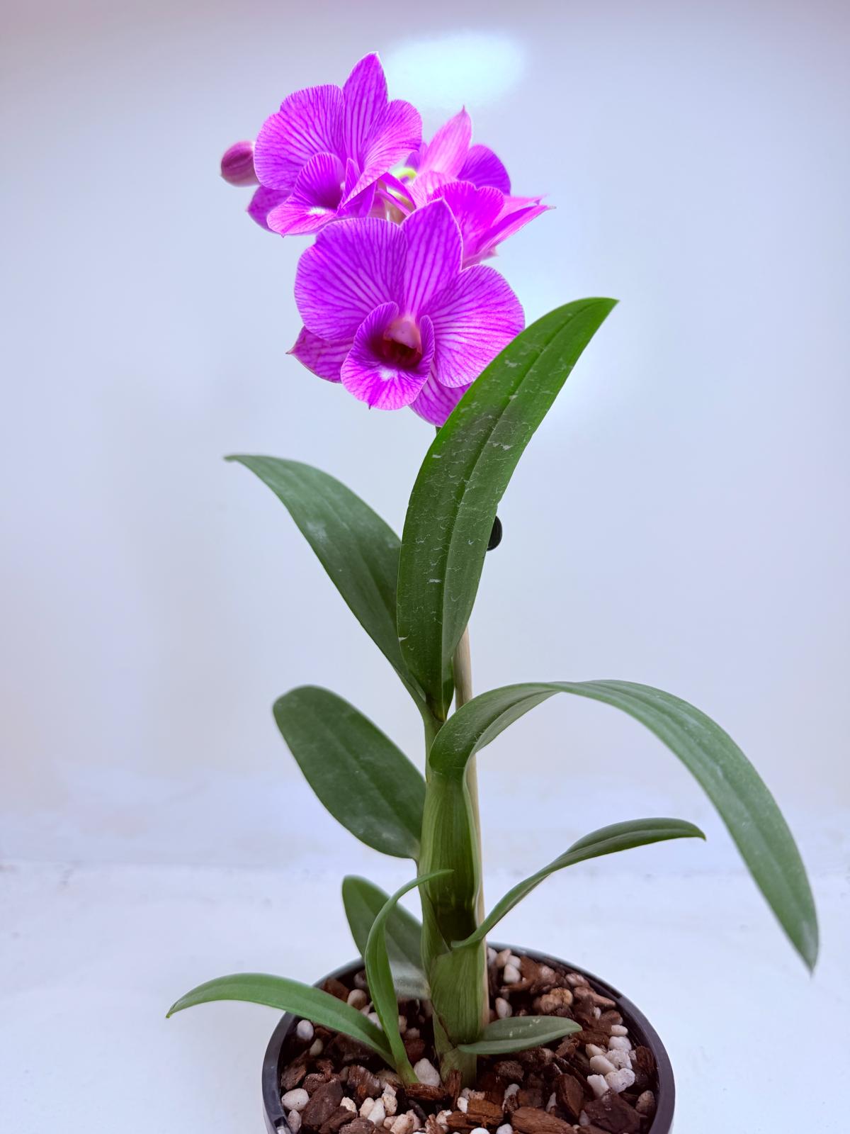 Dendrobium ‘Burana Stripe’