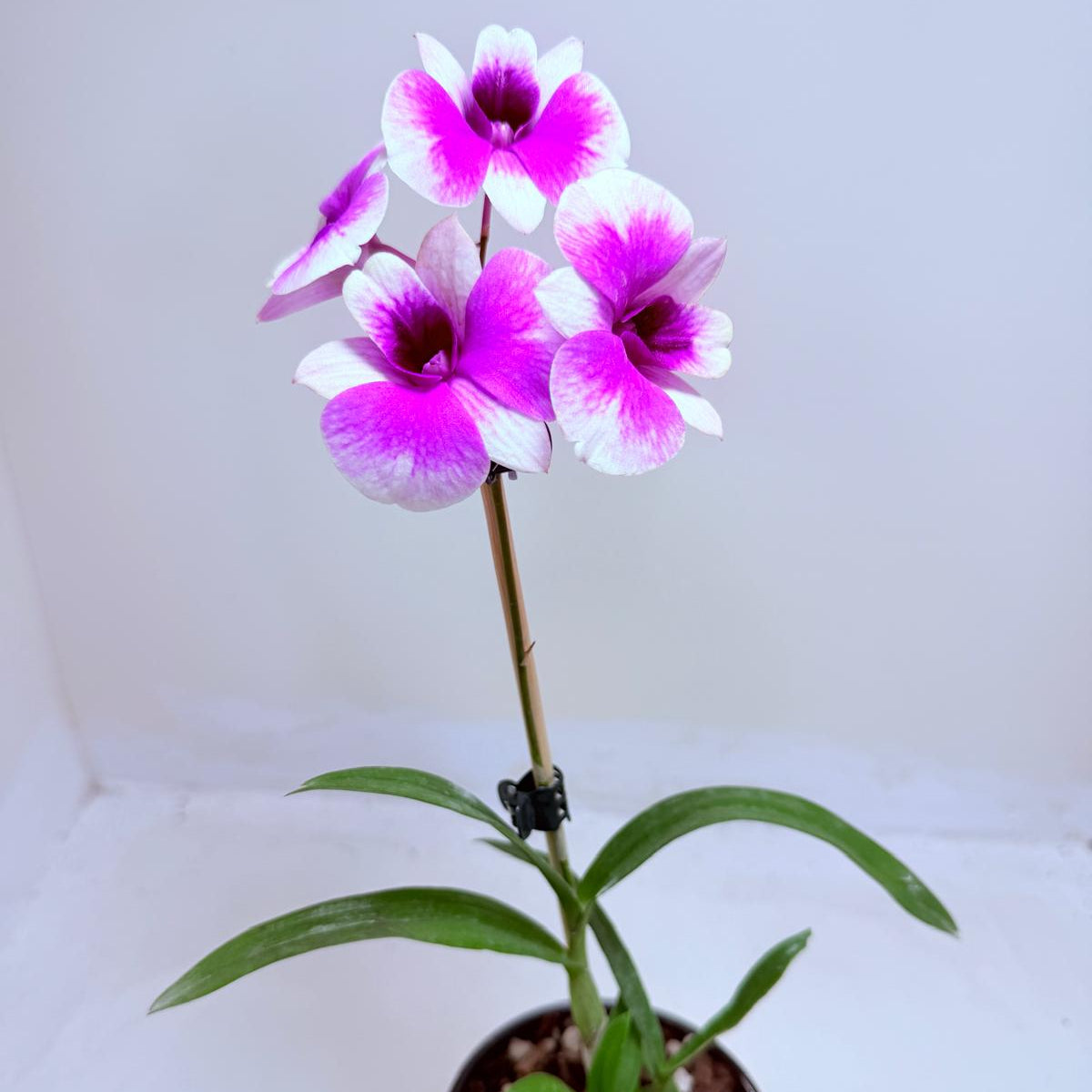 Dendrobium ‘Yaya Victoria’