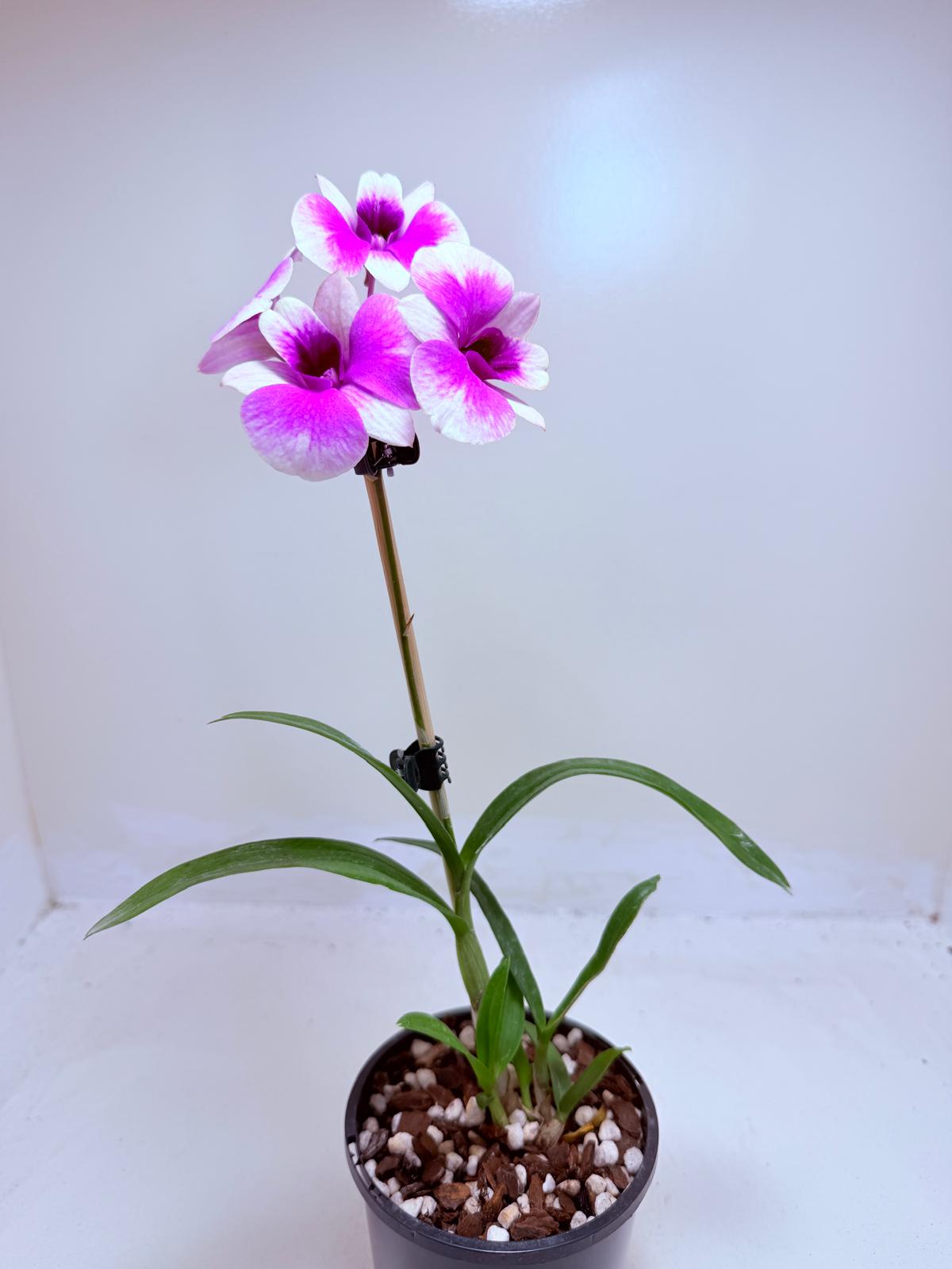 Dendrobium ‘Yaya Victoria’