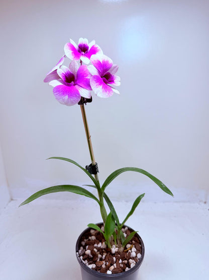 Dendrobium ‘Yaya Victoria’