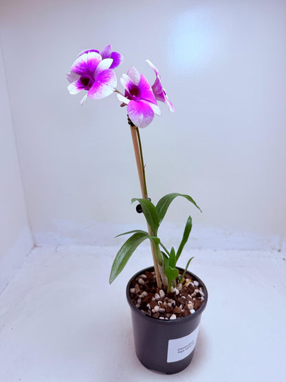 Dendrobium ‘Yaya Victoria’
