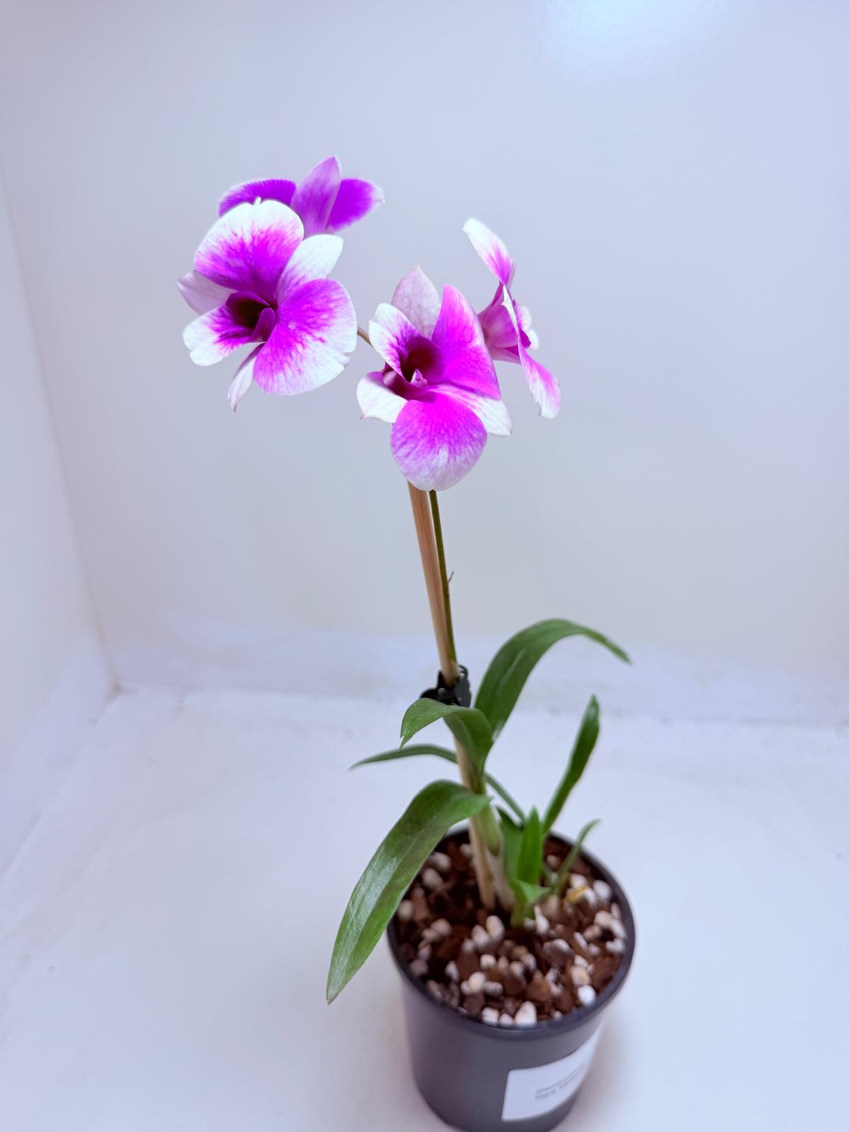Dendrobium ‘Yaya Victoria’