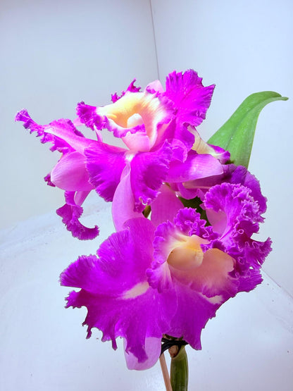 Buy Cattleya Orchid Topaz Fully Loaded | Rare & Exotic Plant|100mm