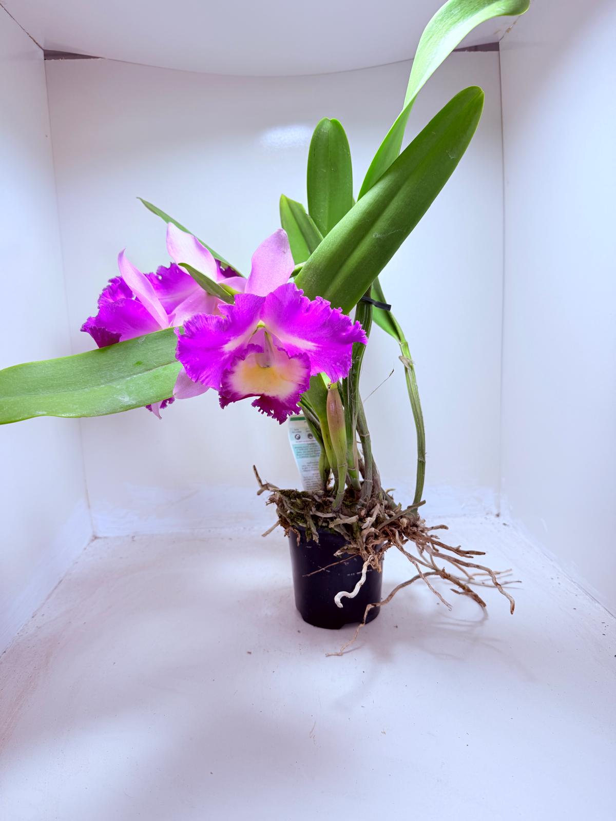Buy Cattleya Orchid Topaz Fully Loaded | Rare & Exotic Plant|100mm