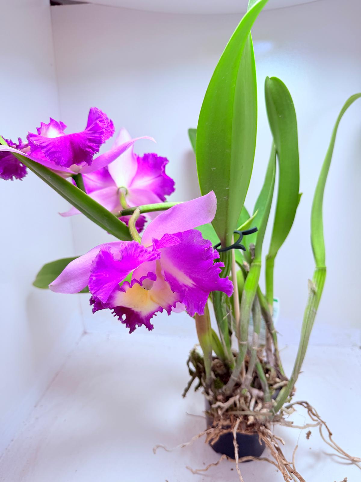 Buy Cattleya Orchid Topaz Fully Loaded | Rare & Exotic Plant|100mm