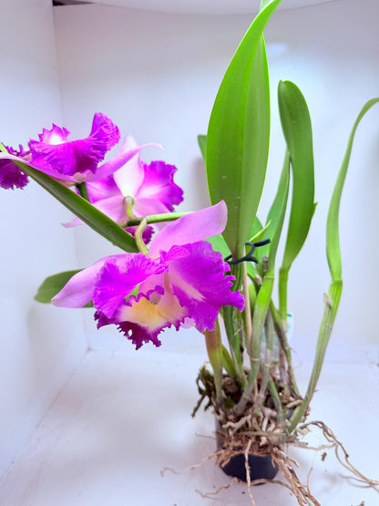Buy Cattleya Orchid Topaz Fully Loaded | Rare & Exotic Plant|100mm