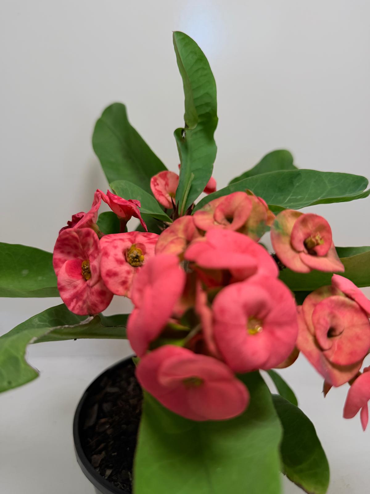 Euphorbia ‘Little Millie’ Red
