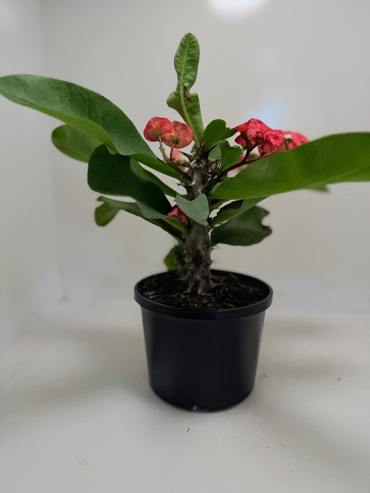 Euphorbia ‘Little Millie’ Red