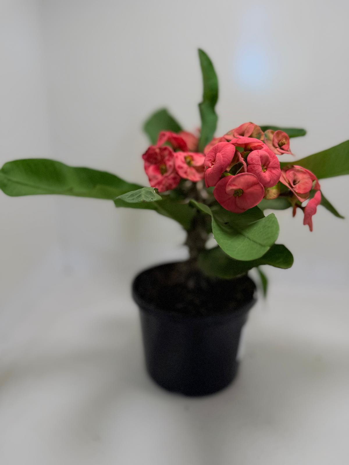 Euphorbia ‘Little Millie’ Red