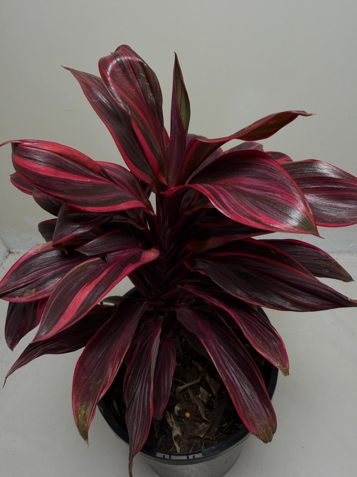Cordyline fruticosa ‘Pink Lady'
