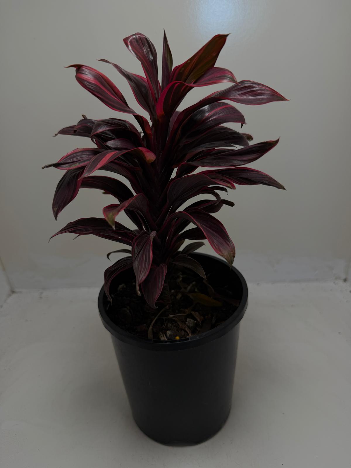 Cordyline fruticosa ‘Pink Lady'