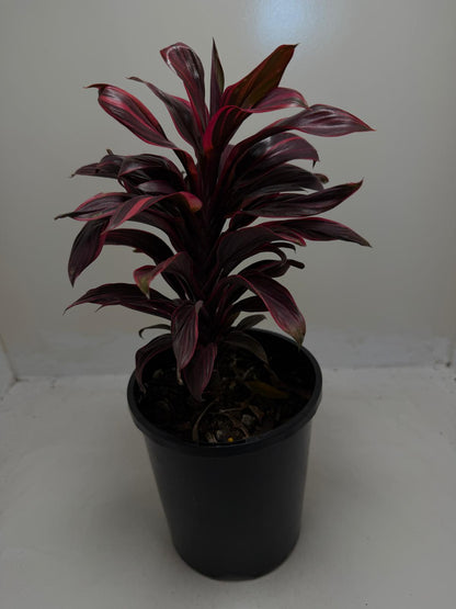Cordyline fruticosa ‘Pink Lady'