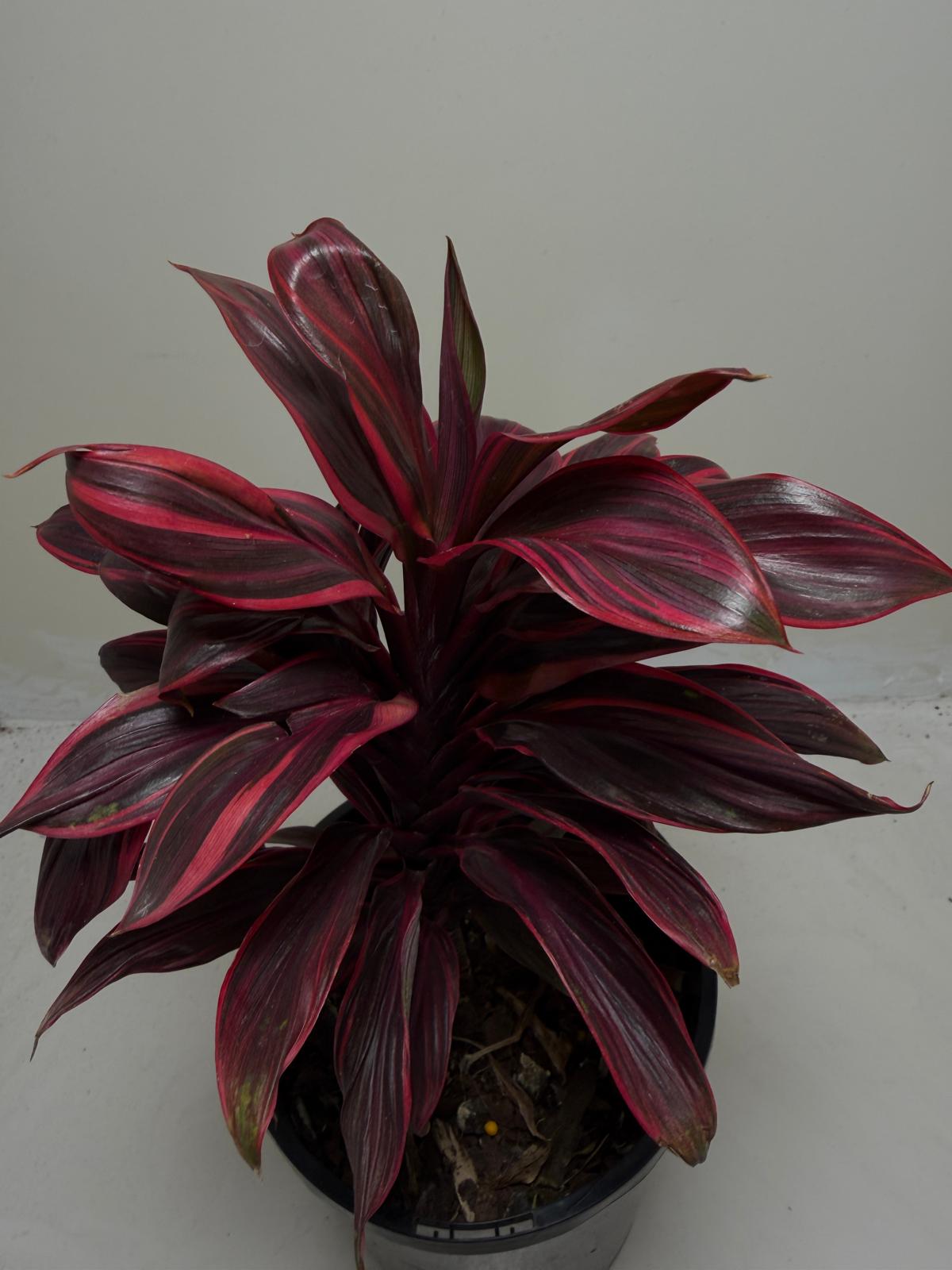 Cordyline fruticosa ‘Pink Lady'