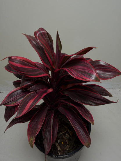 Cordyline fruticosa ‘Pink Lady'