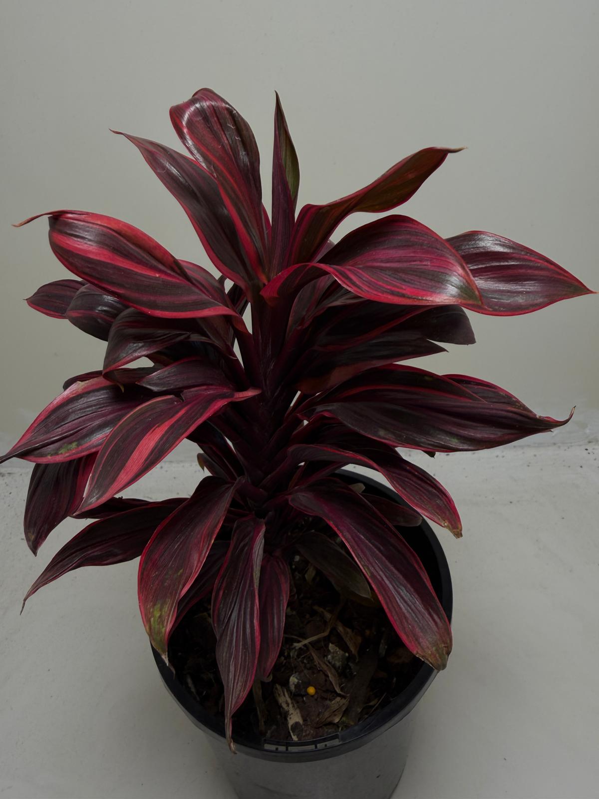Cordyline fruticosa ‘Pink Lady'