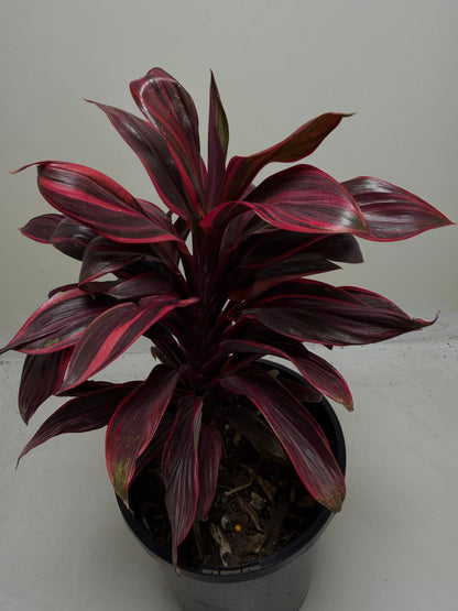 Cordyline fruticosa ‘Pink Lady'