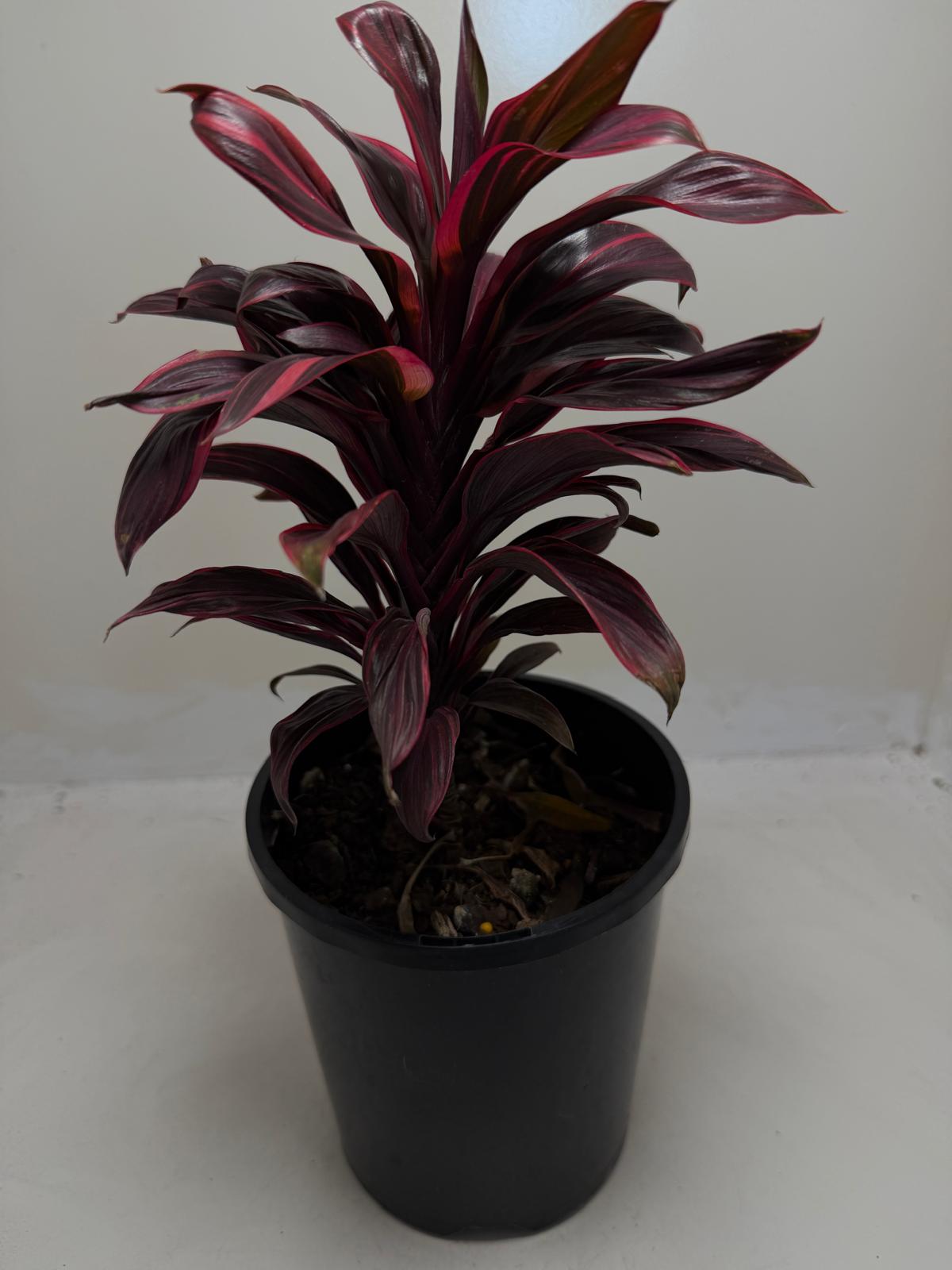 Cordyline fruticosa ‘Pink Lady'